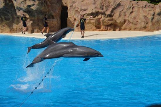 Las Terassas- Playa De Las Americas - Tenerife- Espagne Экстерьер фото